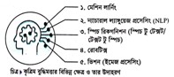 কৃত্রিম বুদ্ধিমত্তা (Artificial Intelligence)